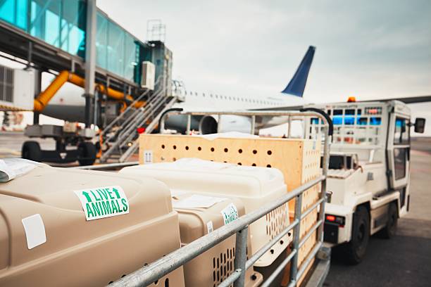 Dogs traveling by airplane. Boxes with live animals at the airport